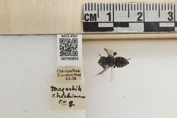 Media type: image;   Entomology 790892 Aspect: Labels